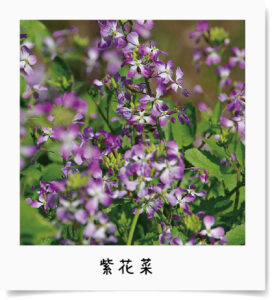 蜜源植物　紫花菜