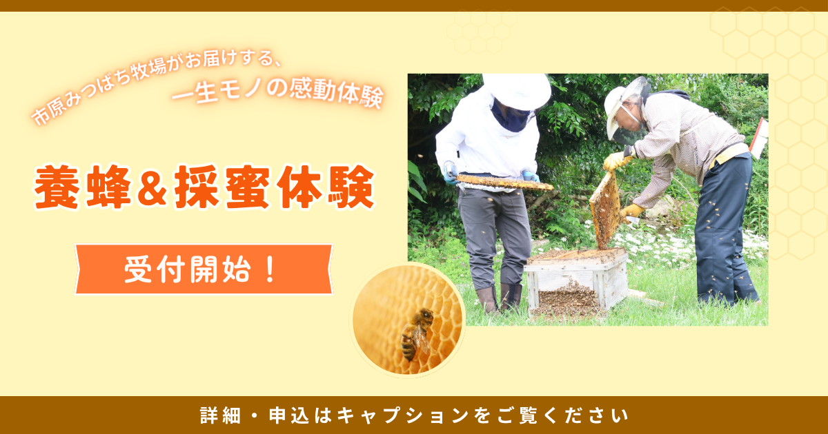 市原みつばち牧場の養蜂体験